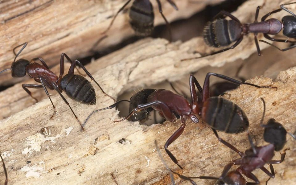 Colonie de fourmis dans du bois abîmé, le genre de problème que traite Extermination Gatineau