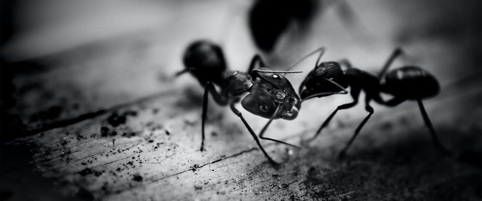 Fourmis sur une pièce de bois, en noir et blanc : ne laissez pas une infestation s'installer à Gatineau