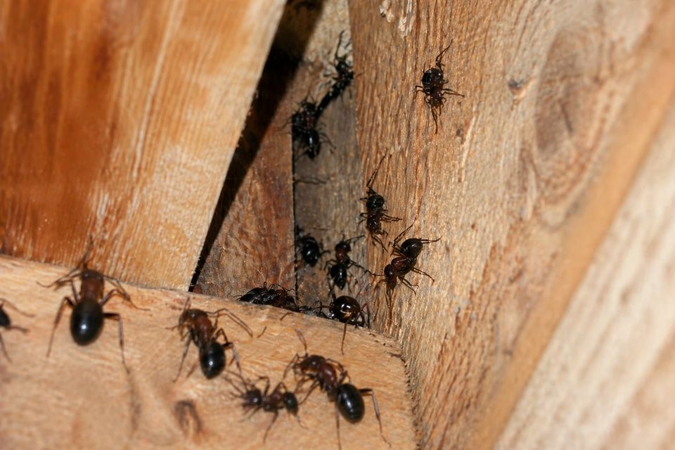 Fourmis qui circulent dans la charpente de bois d'une maison