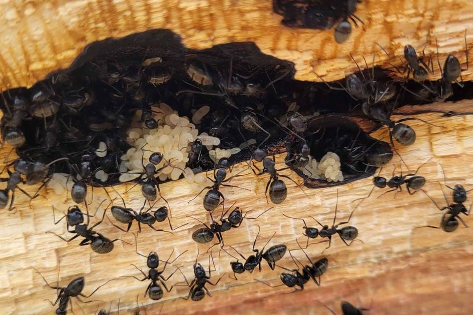 Nid de fourmis charpentières avec larves creusé dans une pièce de bois