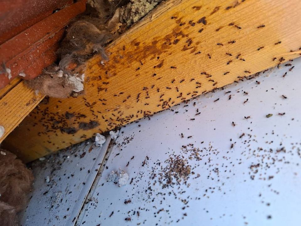 Crottes de souris et insectes sur l'isolant d'un entretoit : signes d'infestation dans une maison de Gatineau