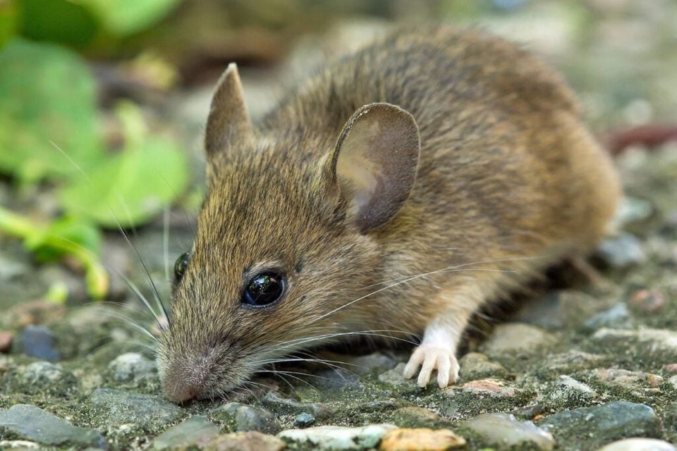 Souris à l'extérieur près d'une maison, avant d'y entrer : guide d'extermination de souris